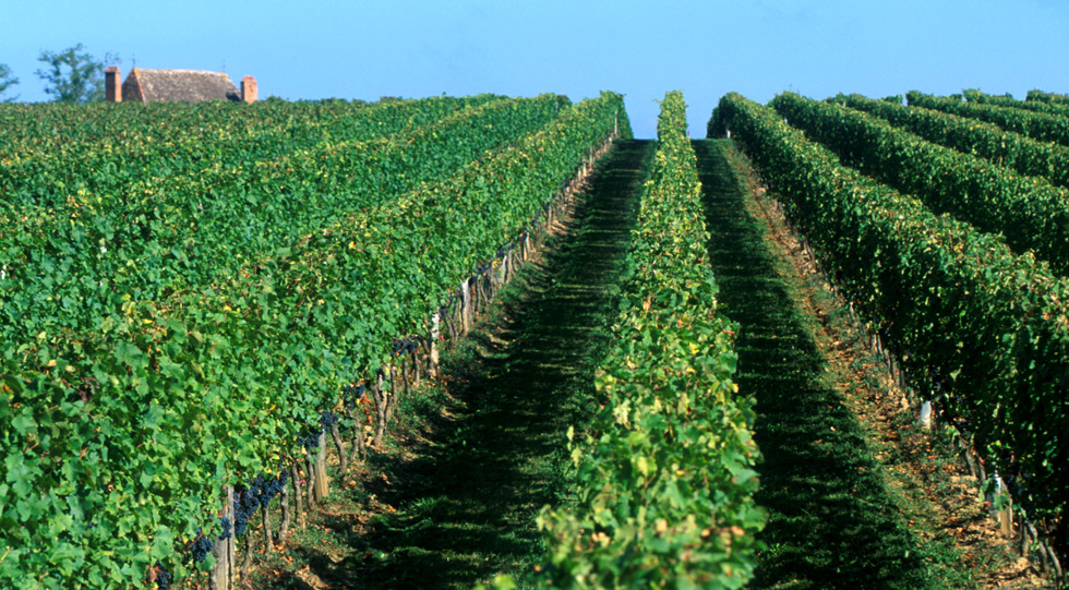 Vignoble Château de Tiregand Bergerac Pécharmant vente de vin